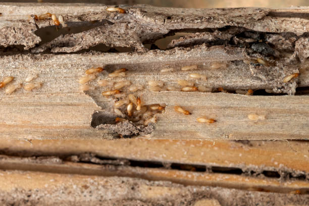 Bird Control in Greenville, DE